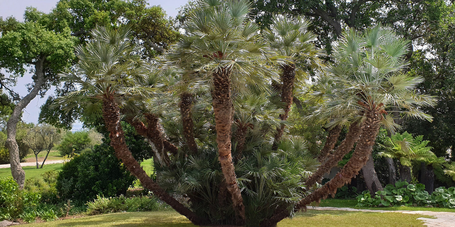 Martin Martin paysages – palmier diamant_143126-1500×1000-2 Martin Martin paysages - palmier diamant