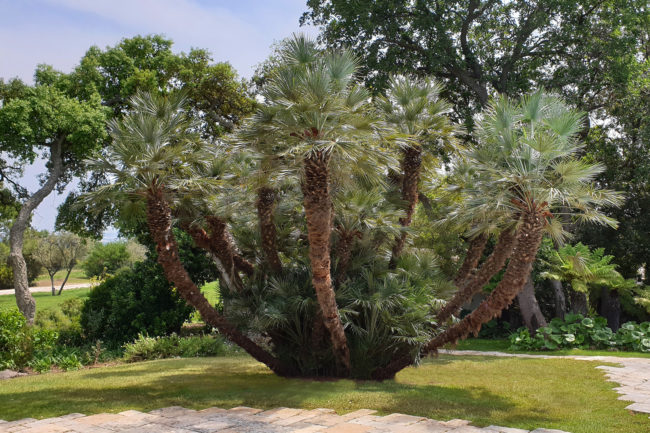 Martin Martin paysages - palmier diamant