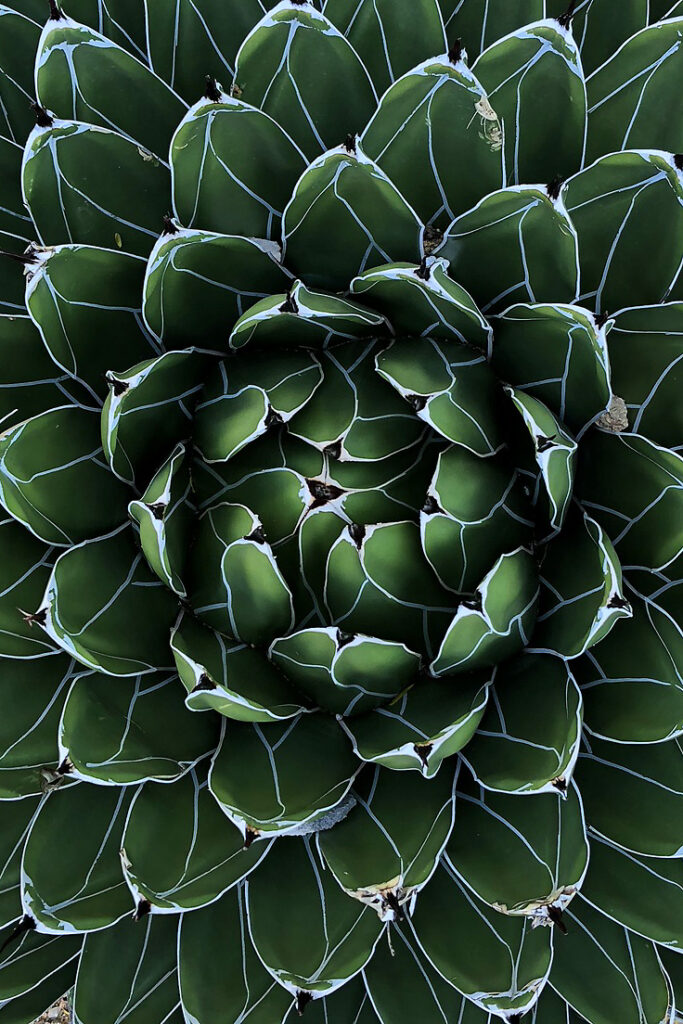 Martin Martin paysages - jardin végétal - cactus