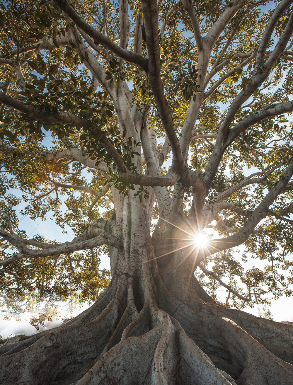 Martin-Vieil_Arbre